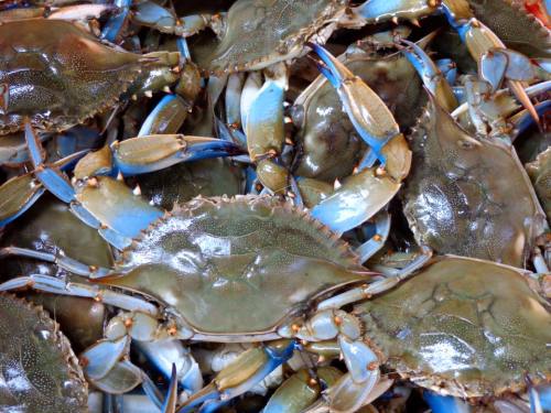 A close-up of numerous blue crabs piled together, showcasing their distinctive blue claws and shells.