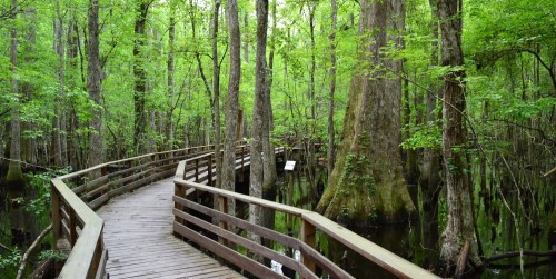 A wooden boardwalk winds through a lush green swamp, surrounded by tall trees and still water.