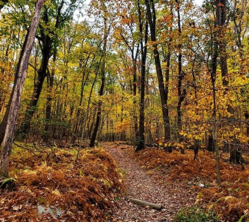 A serene forest path surrounded by trees with vibrant autumn foliage and fallen leaves on the ground.