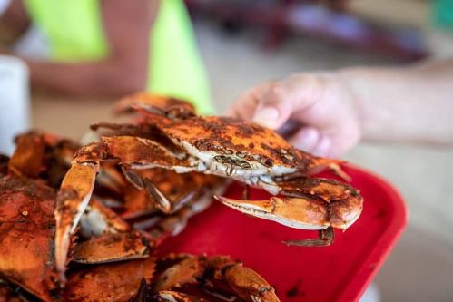 A hand holds a cooked crab above a tray filled with more crabs, showcasing their vibrant orange color.