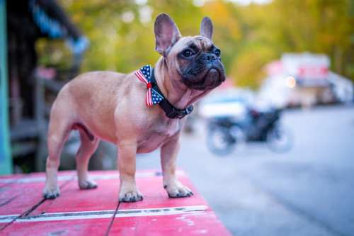 A French Bulldog with a patriotic bow tie stands on a red surface, surrounded by a blurred outdoor scene.