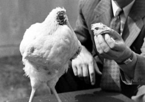 A man in a suit holds a chicken's head while another chicken stands nearby, in a vintage black-and-white setting.