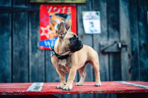 A French Bulldog stands on a red table, looking to the side, with a vintage poster in the background.