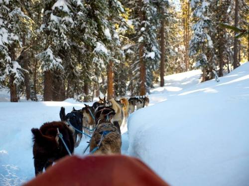 A line of sled dogs pulling a sled through a snowy forest, surrounded by tall pine trees.