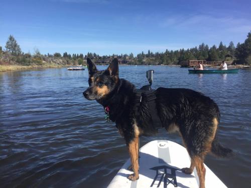 A dog stands on a paddleboard in a calm lake, surrounded by trees and other boats in the background.