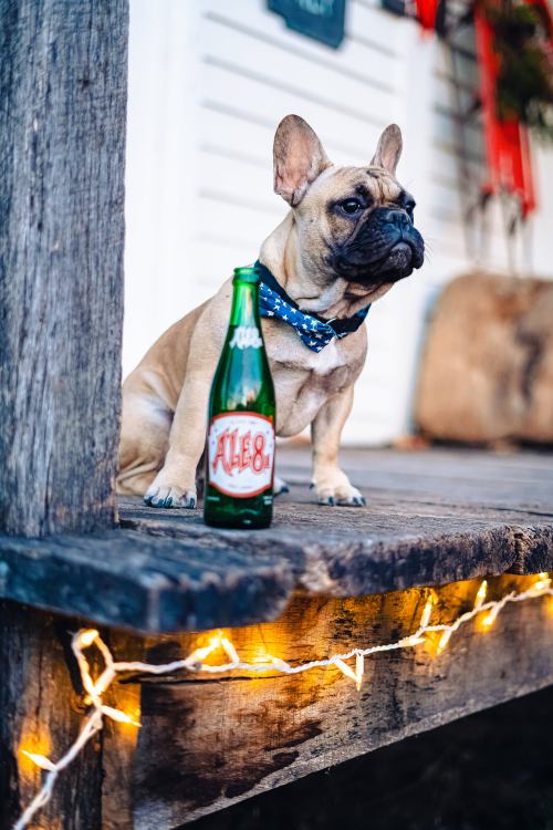 A French Bulldog sits on a porch next to a green bottle of soda, with string lights glowing in the background.