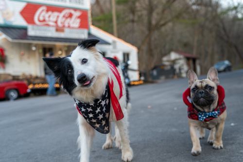Two dogs in festive bandanas walk down a street near a vintage Coca-Cola building, surrounded by trees.