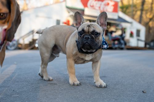 A small tan French Bulldog stands on a paved surface, wearing a blue bandana, with a vintage building in the background.