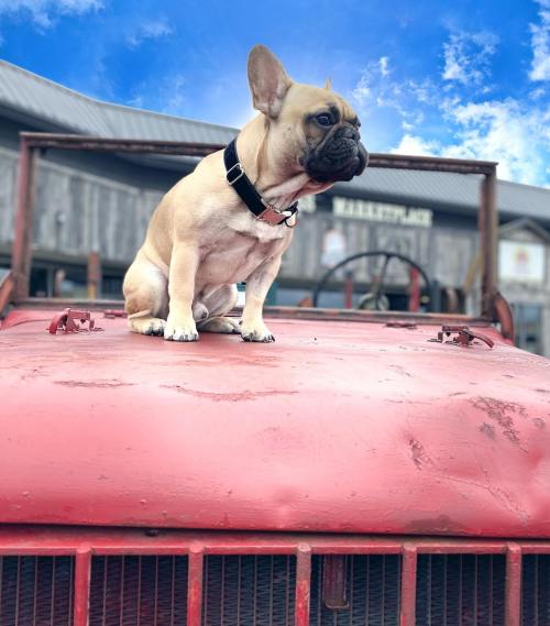 A French Bulldog sits proudly on the hood of a vintage red tractor against a blue sky.