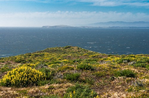 A coastal landscape with vibrant yellow flowers in the foreground and a distant island under a blue sky.