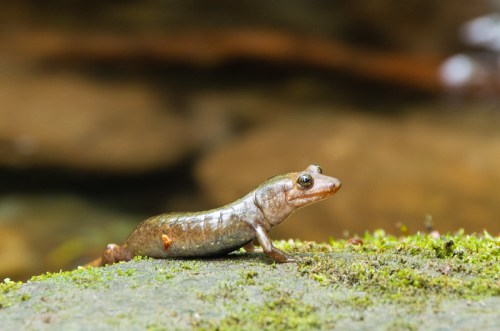 A small salamander resting on a mossy rock near a stream, with a blurred natural background.