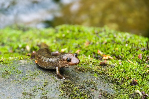 A salamander on a mossy rock near a stream, showcasing its smooth skin and small limbs.