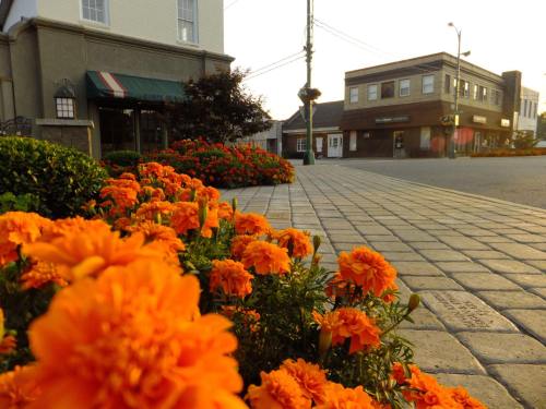 Vibrant orange marigolds line a cobblestone path in a quaint town, with buildings in the background under soft evening light.