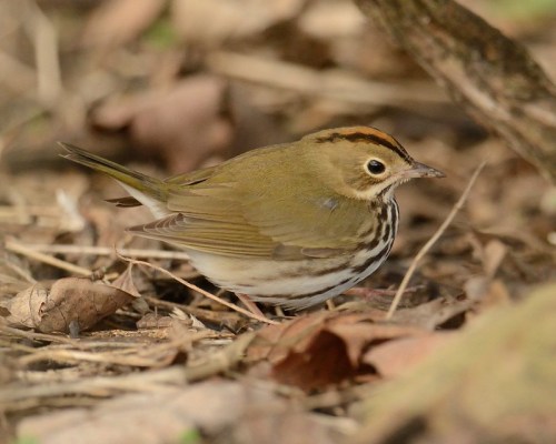 A small, brown and olive bird with a striped chest, foraging among fallen leaves on the forest floor.