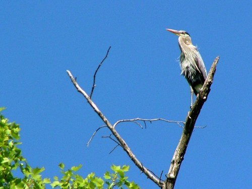 A heron perched on a bare tree branch against a clear blue sky.