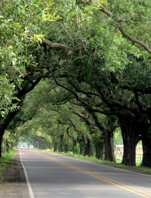 A scenic road lined with tall trees creating a natural canopy overhead.