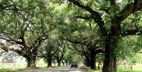A scenic road lined with large, leafy trees creating a natural canopy overhead.