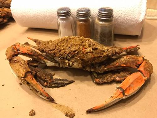 A seasoned crab on a table with three spice shakers in the background, resting on brown paper.
