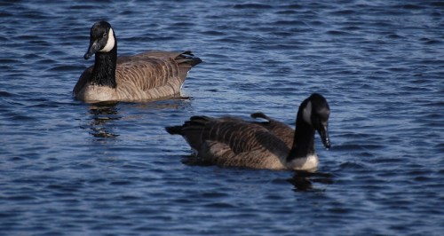 Two Canada geese swimming in a calm blue water setting.