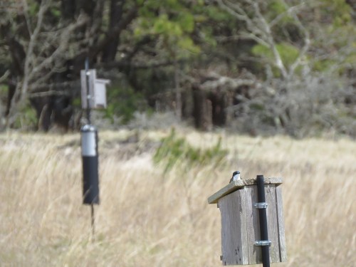 A small bird perched on a wooden birdhouse in a grassy field, with trees and another birdhouse in the background.