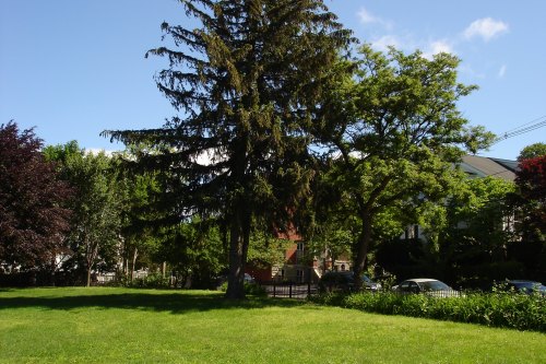 A sunny park scene featuring a large tree, lush greenery, and a clear blue sky.