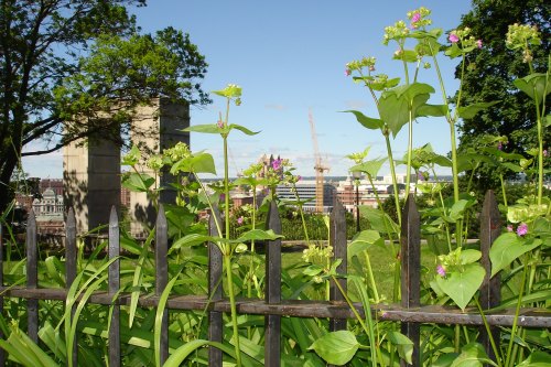 Lush green plants and flowers in the foreground with a city skyline and construction crane in the background.