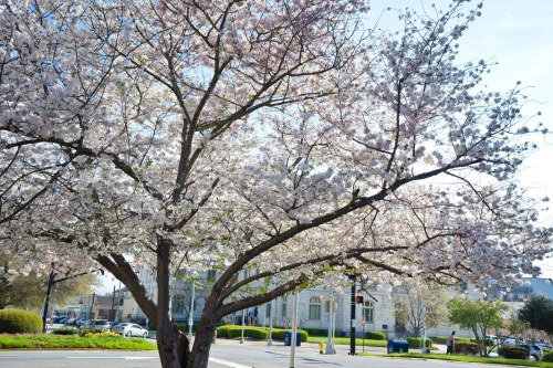 A blooming cherry blossom tree with pink flowers, set against a clear sky and a city backdrop.