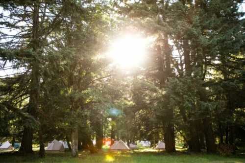 Sunlight filters through tall trees, illuminating a campsite with tents nestled in a lush green forest.