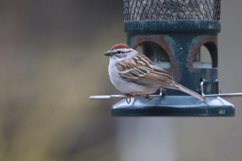 A small bird with a reddish-brown cap perched on a bird feeder, surrounded by a blurred natural background.