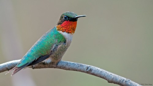 A colorful hummingbird perched on a branch, showcasing vibrant green and red plumage against a blurred background.