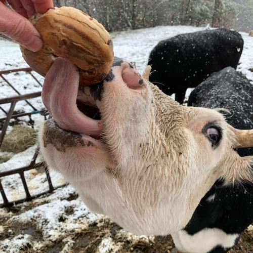 A close-up of a cow eagerly reaching for a treat held in a person's hand, with snow falling in the background.