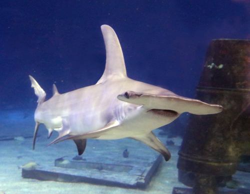 A hammerhead shark swims gracefully in an aquarium, showcasing its distinctive head shape and sleek body.