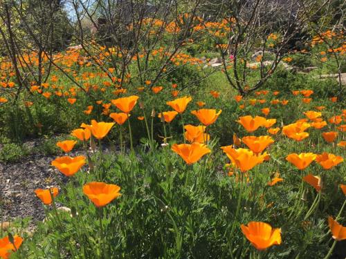 A vibrant field of orange poppies blooming amidst green foliage under a clear blue sky.