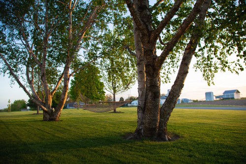 A serene scene of two trees with a hammock between them, set on a grassy lawn at sunset.