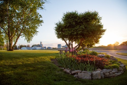 A vibrant garden with flowers and a tree, set against a rural landscape at sunset.