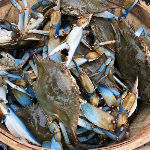 A basket filled with blue crabs, showcasing their distinctive blue claws and shells.