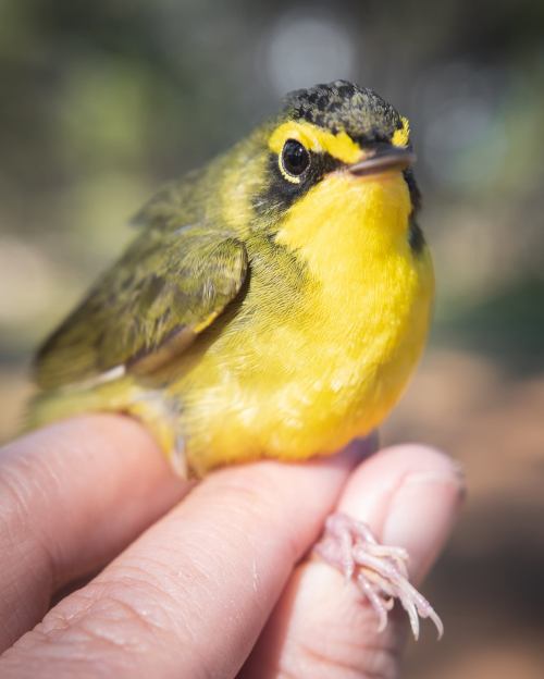 A close-up of a small, vibrant yellow bird perched on a person's finger, with greenish wings and a black crown.