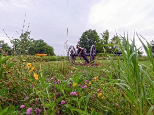 A historic cannon sits in a grassy field, surrounded by wildflowers and trees under a cloudy sky.