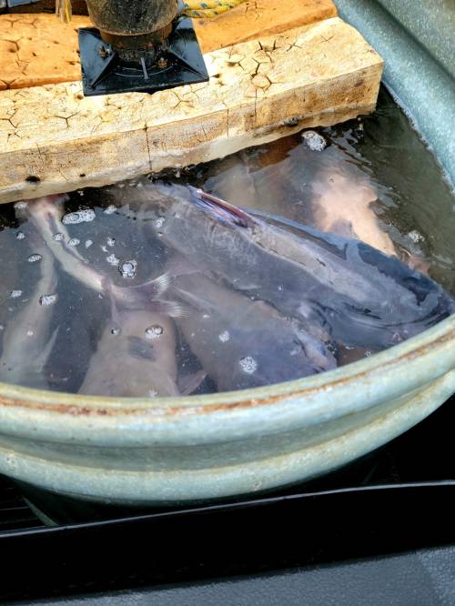 A large container filled with water and several fish submerged, with a wooden platform above.
