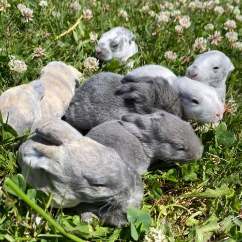 A group of adorable bunnies resting on green grass among clover flowers.