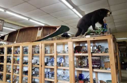 A taxidermy bear stands atop a display cabinet filled with various antiques and collectibles, alongside a canoe.