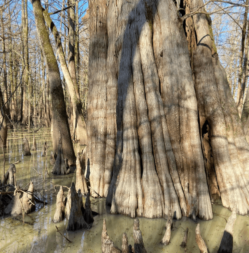 A large, textured tree trunk in a swampy area, surrounded by water and cypress knees under a clear blue sky.