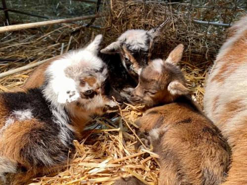 Three adorable baby goats snuggle together in a bed of straw, with one playfully nibbling on another's ear.