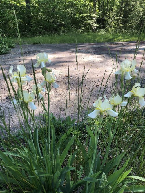 A cluster of yellow and white irises growing beside a gravel path in a lush green setting.