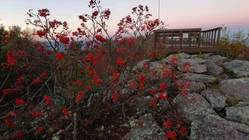 A rocky landscape with vibrant red berries on a bush and a wooden observation deck in the background at sunset.