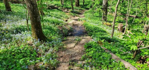 A serene forest path lined with stones, surrounded by lush greenery and blooming wildflowers.