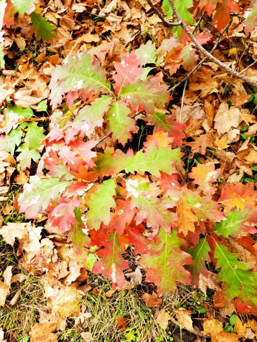 Colorful autumn leaves in shades of red, orange, and green scattered among dry brown foliage on the ground.