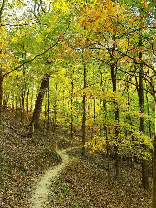 A winding dirt path through a vibrant forest with green and yellow leaves in autumn.