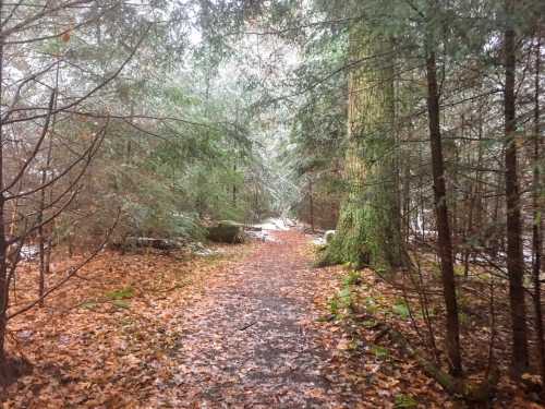 A misty forest path covered in fallen leaves, surrounded by tall trees and a serene, tranquil atmosphere.