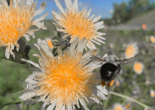 A close-up of yellow flowers with a bee hovering nearby, set against a blurred green background.